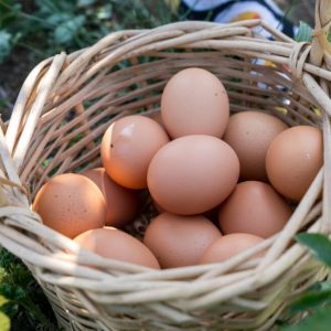 Avicultura Responsable: Cría aves sanas en casa con base científica
