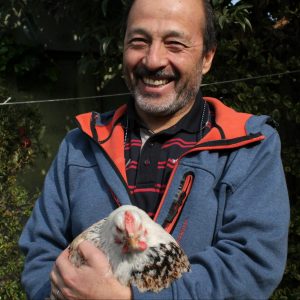 Gallinas en casa desde cero